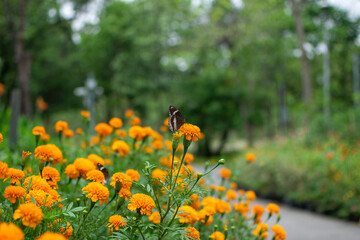 butterfly standing on a flower in the garden