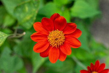 Beautiful red flowers blooming