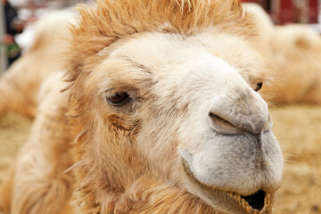 portrait of curious camel up close