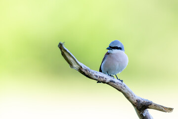 Red-backed shrike (Lanius collurio) in spring in the nature protection area Mönchbruch near Frankurt, Germany.