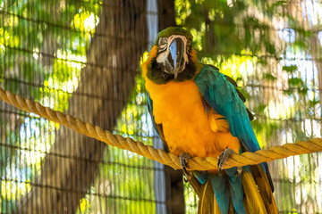 A green yellow Macaw in Tucson, Arizona