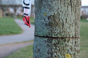 Baumfrevler sägt junge Bäume in Park ab. Polizei ermittelt
