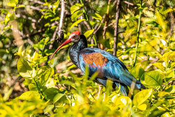 A Southern Bald Ibis Tucson, Arizona