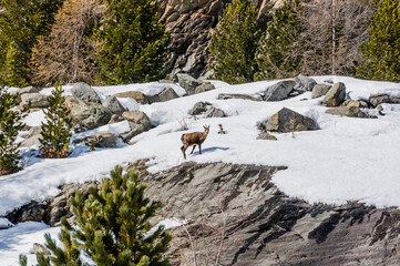 Morteratsch,  Gams, Gämse, Morteratschgletscher, Gletscher, Gletscherpfad, Gletscherweg, Bernina, Berninapass, Engadin, Alpen, Graubünden, Winter, Winterwanderweg, Schweiz