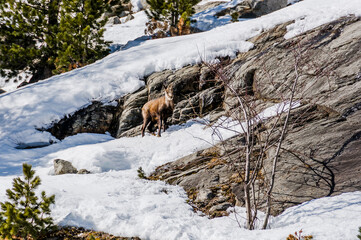 Morteratsch,  Gams, Gämse, Morteratschgletscher, Gletscher, Gletscherpfad, Gletscherweg, Bernina, Berninapass, Engadin, Alpen, Graubünden, Winter, Winterwanderweg, Schweiz