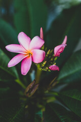 close-up of pink paradise frangipani plant with flowers in sunny backyard