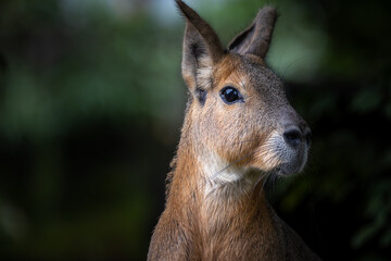 Tierfotografie im Zoo