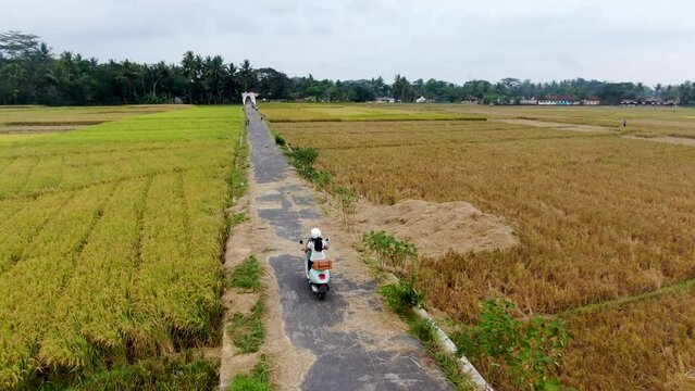 Girl without helmet driving Vespa on rural road between rice fields, Yogyakarta in Indonesia. Aerial circling