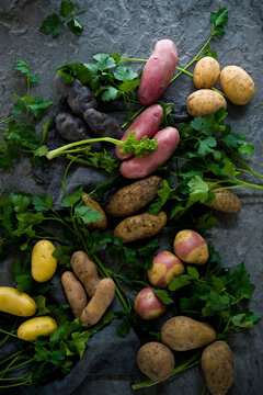 Studio shot of parsley and different varieties of raw potatoes