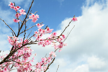 沖縄の緋寒桜の風景