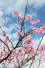 沖縄の緋寒桜の風景