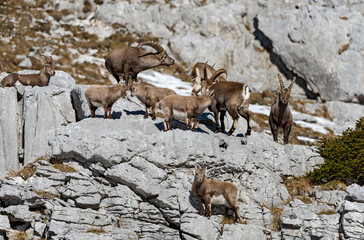  Bouquetin des Alpes (Capra ibex) rassemblement en décembre avec attitudes de rut. Alpes. France