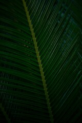 Beautiful tropical leaf texture background, tropical leaf, Tropical tree, Full Frame Shot Of Leaves