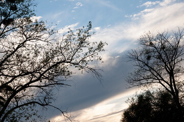 Silhouette of the aspen tree with black leaves on the background of light blue sky. Warm autumn