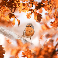 small bird robin sits in surrounded by golden oak leaves in the autumn park