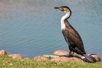 Weißbrust Kormoran