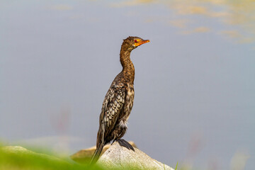Kormoran