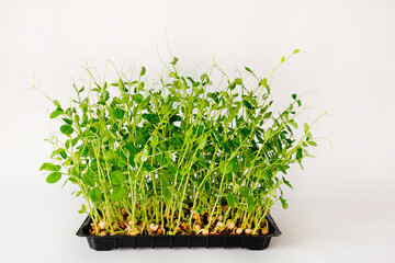 Microgreen sprouts in a box, growing microgreens