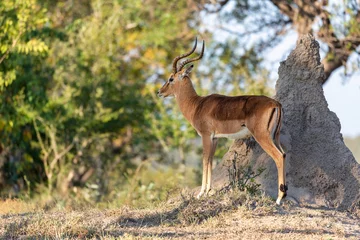 Printed kitchen splashbacks Antelope Impala
