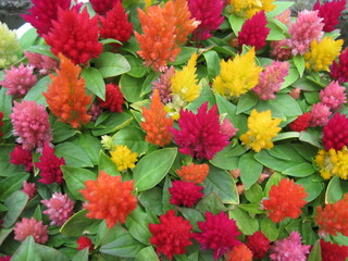 Colorful Cockscomb Flower Pictures