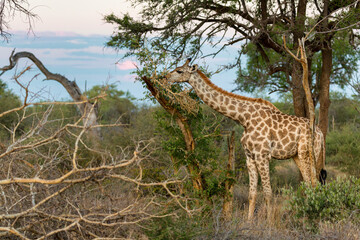 Giraffe