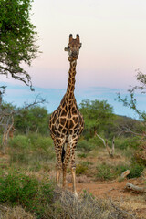 Giraffe