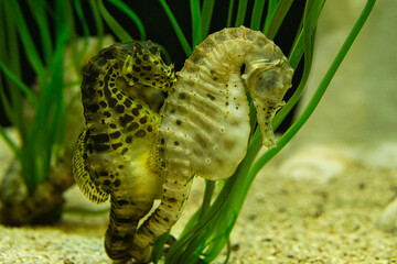 seahorses in sea grass. small aquatic animals in close up. interesting to observe