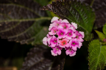 Macro photo of bright pink caprice cultivar christine