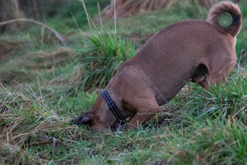 dog in the grass