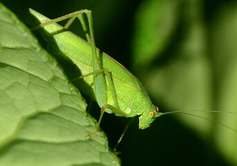 Fototapeta premium grande sauterelle