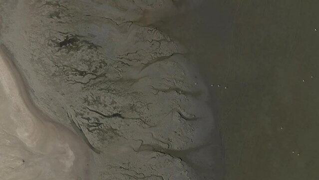 Vertical aerial of tidal mud flat with Flamingos feeding in water