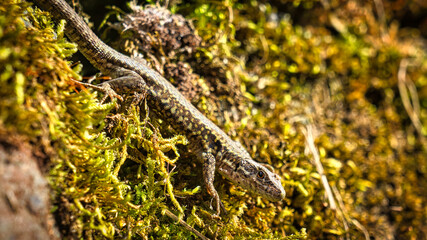 Lizard on a stone wall overgrown with moss. Animal shot of a reptile.