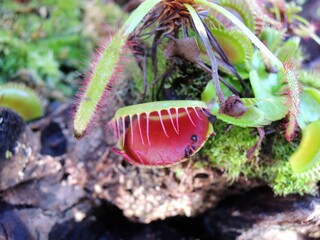 食虫植物　ハエトリソウ