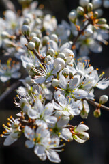 White blossoms of Blackthorn flowers (Prunus spinosa or sloe ) flowers in the...