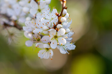Flowering of Blackthorn tree (Prunus spinosa or sloe ) flowers in the springtime.Ecology,Italy