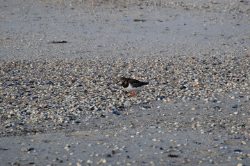 footsteps on the beach