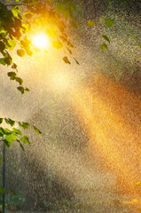 Summer rain in lush green forest, with heavy rainfall background. Rain in the forest with sun...