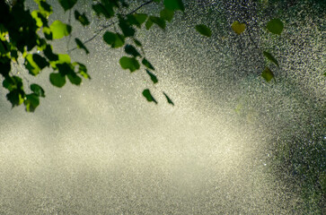 Summer rain in lush green forest, with heavy rainfall background. Rain in the forest with sun casting warm rays between the trees. Abstract natural backgrounds for your design