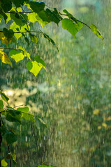 Summer rain in lush green forest, with heavy rainfall background. Rain in the forest with sun...