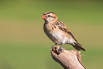  pin-tailed whydah