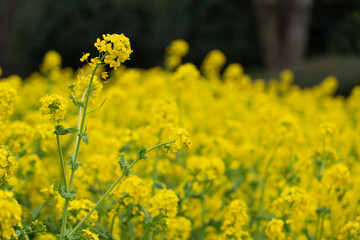 福岡市植物園の菜の花