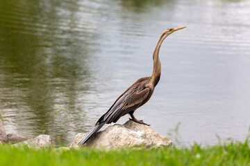 Schlangenhalsvogel