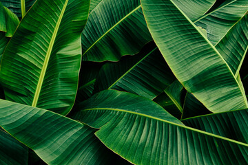 green banana leaf in rainforest