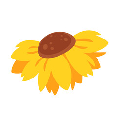 Sunflower, summer flower. Vector illustration
