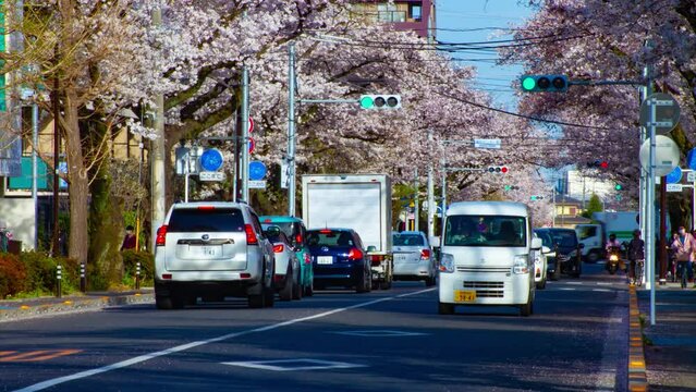 A timelapse of traffic on the cherry blooms street in Kunitachi Tokyo long shot tilt