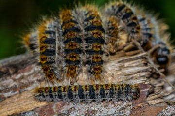 Macro photography of caterpillars in pine trees