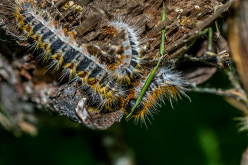 Macro photography of caterpillars in pine trees