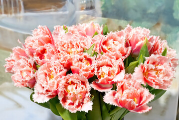 Fototapeta premium Rose red fringed tulips. Beautiful flowers as a gift to your girlfriend. close up