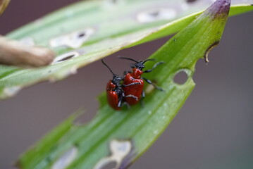 Ladybug Dancing On Leaf