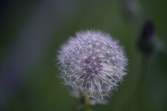 Dandelion Blowing On A Green Background